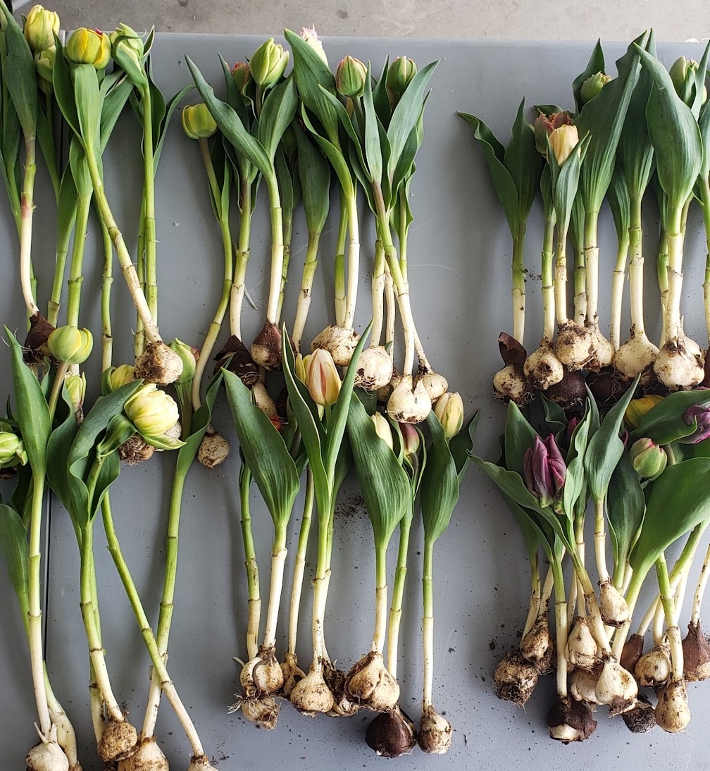 Freshly harvested tulips laid out with bulbs still attached