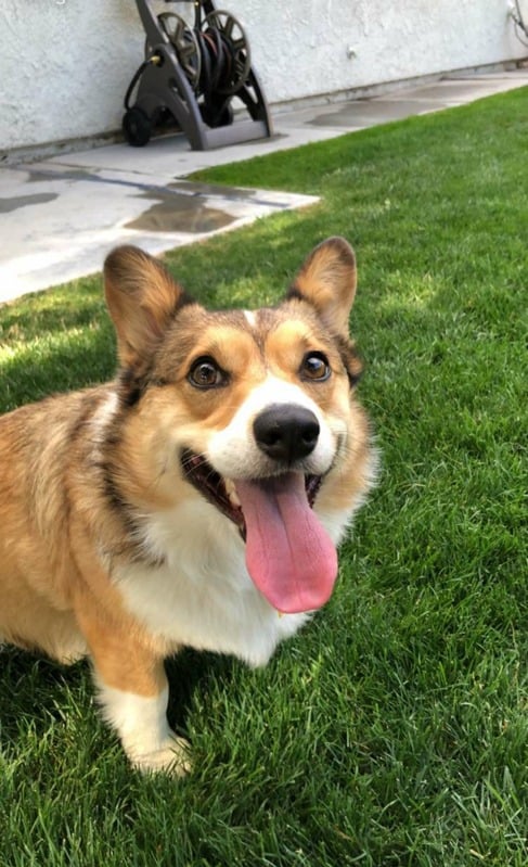 Fiona the Corgi