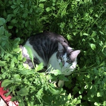 Cat in flower garden